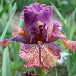 Location: Indiana
Date: May
Tall bearded iris 'Abstract Art'