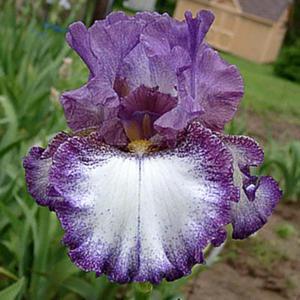 Tall bearded iris 'Rumbleseat'