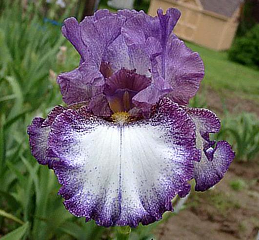 Photo of Tall Bearded Iris (Iris 'Rumbleseat') uploaded by diggit