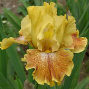 Tall bearded iris 'Wild Jasmine'