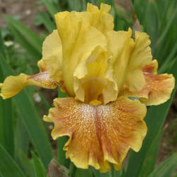 Location: Indiana
Date: May
Tall bearded iris 'Wild Jasmine'