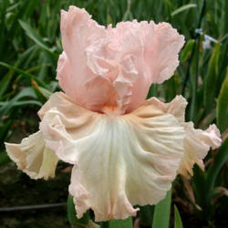 Location: Indiana
Date: May
Tall bearded iris 'Haute Couture'