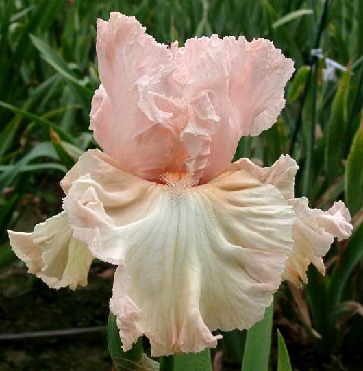 Photo of Tall Bearded Iris (Iris 'Haute Couture') uploaded by diggit