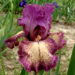 Location: Indiana
Date: May
Tall bearded iris 'Rock Star'