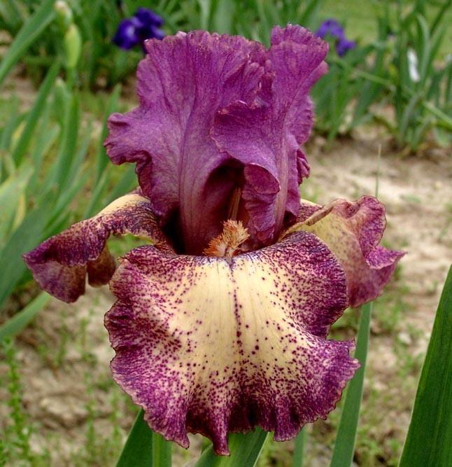 Photo of Tall Bearded Iris (Iris 'Rock Star') uploaded by diggit