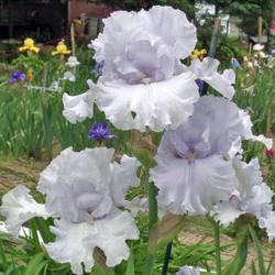 Location: Indiana
Date: May
Tall bearded iris 'Icy Winds'