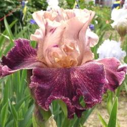 Location: Indiana
Date: May
Tall bearded iris 'Foreign Accent'