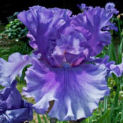 Tall bearded iris 'Dark Hollow'