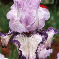 Location: Indiana
Date: May
Tall bearded iris 'Momentum'