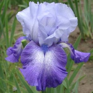 Tall bearded iris 'Polar Seas'