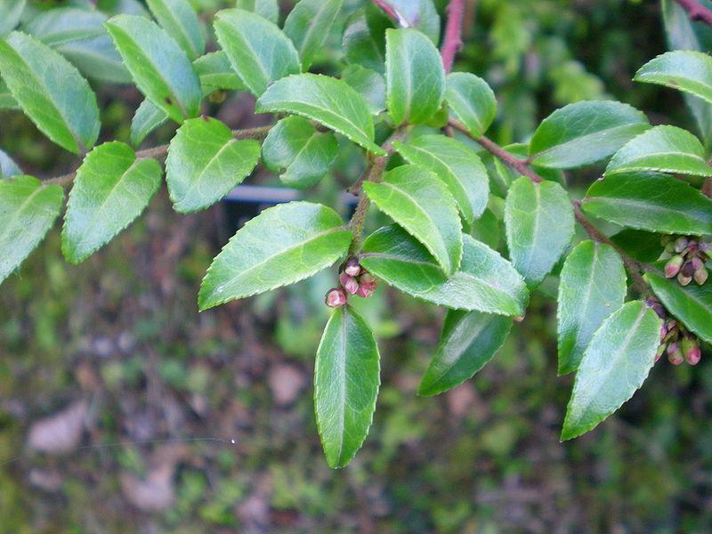 Photo of Evergreen Huckleberry (Vaccinium ovatum) uploaded by robertduval14
