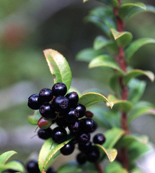 Photo of Evergreen Huckleberry (Vaccinium ovatum) uploaded by robertduval14