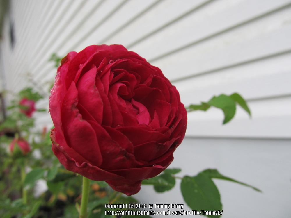 Photo of Rose (Rosa 'Chianti') uploaded by TammyB