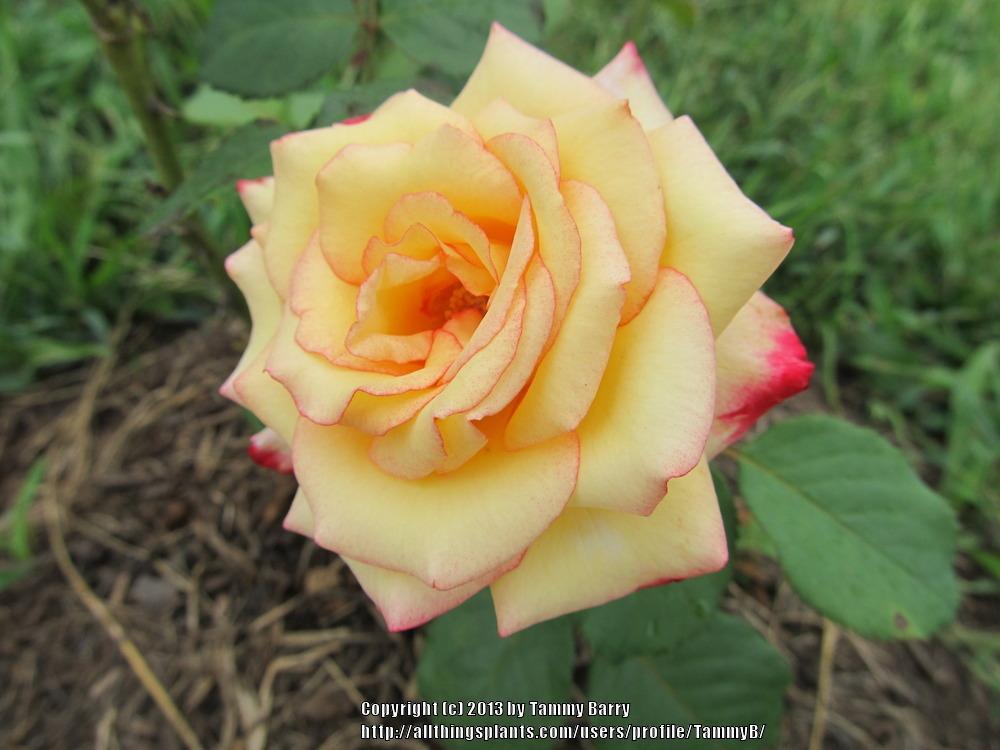 Photo of Rose (Rosa 'Dream Come True') uploaded by TammyB