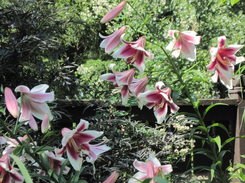 Photo of Lily (Lilium 'Friso') uploaded by bearsearch