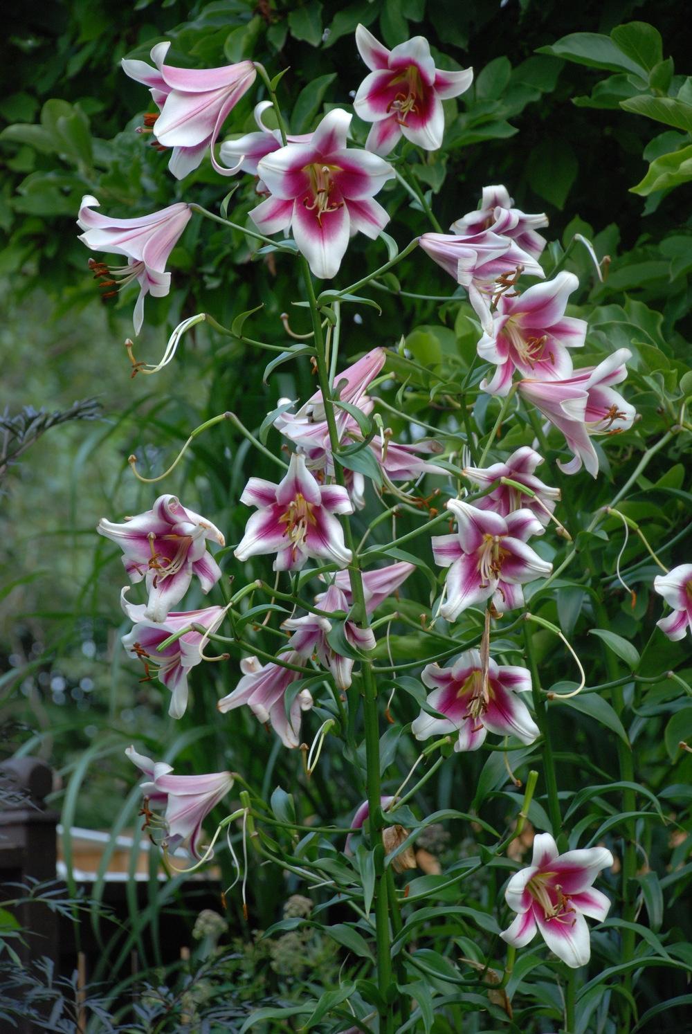 Photo of Lily (Lilium 'Friso') uploaded by bearsearch