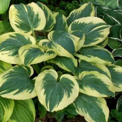 Location: Indiana
Date: May
Hosta 'Band of Gold'