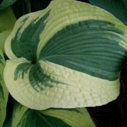 Location: Indiana
Date: May
Hosta 'Northern Exposure' non-typical leaf