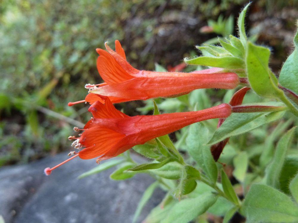 Photo of California Fuchsia (Epilobium canum subsp. garrettii Orange Carpet®) uploaded by growitall
