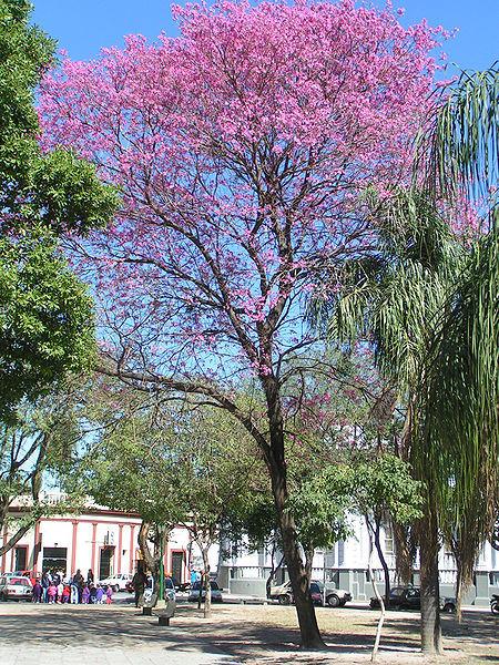 Photo of Pink Trumpet Tree (Handroanthus impetiginosum) uploaded by robertduval14