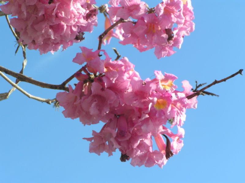 Photo of Pink Trumpet Tree (Handroanthus impetiginosum) uploaded by robertduval14