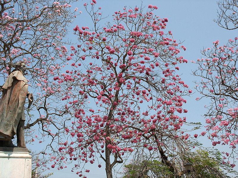 Photo of Rosy Trumpet Tree (Tabebuia rosea) uploaded by robertduval14