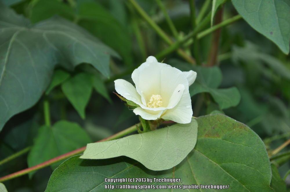 Photo of Upland Cotton (Gossypium hirsutum) uploaded by treehugger