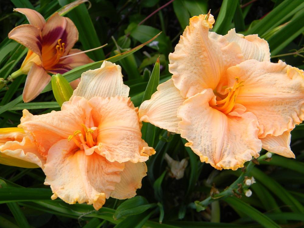 Photo of Daylily (Hemerocallis 'Excursions in Ambiance') uploaded by LilySue
