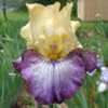 Tall bearded iris 'Istanbul'