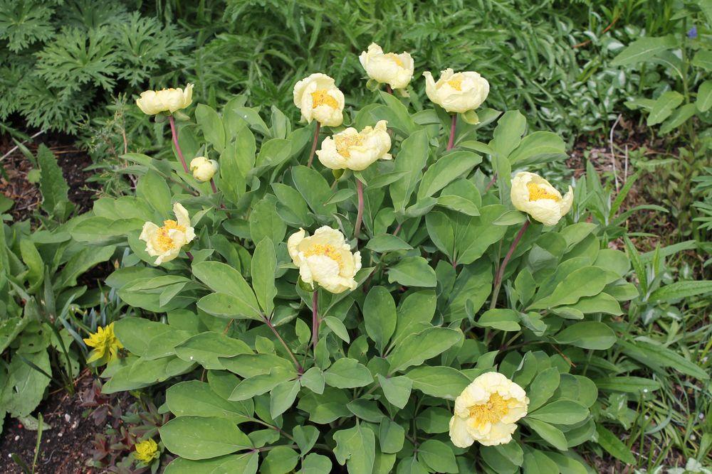 Photo of Peony (Paeonia daurica subsp. mlokosewitschii) uploaded by growitall