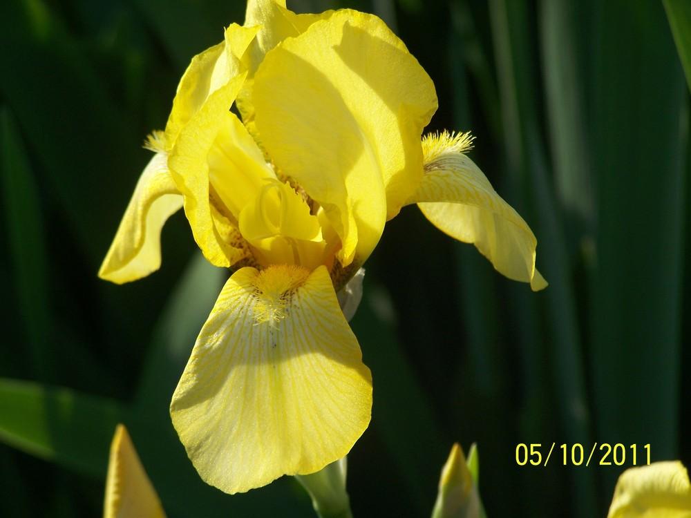 Photo of Tall Bearded Iris (Iris 'Coronation') uploaded by Misawa77