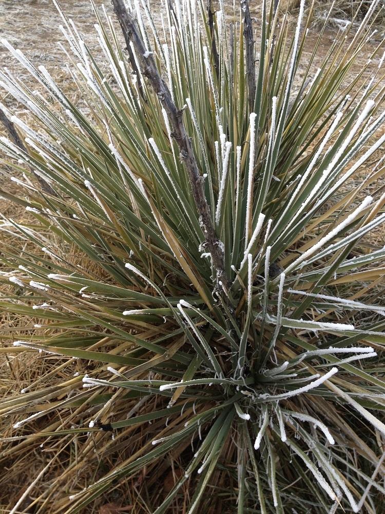 Photo of Soapweed (Yucca glauca) uploaded by Skiekitty