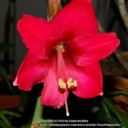 Location: Plano, TX
Date: 2013-12-23
Noid amaryllis with raspberry color blooms
