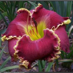 Location: Indiana
Date: July 2013
Daylily 'Spacecoast Burgundy Belle'