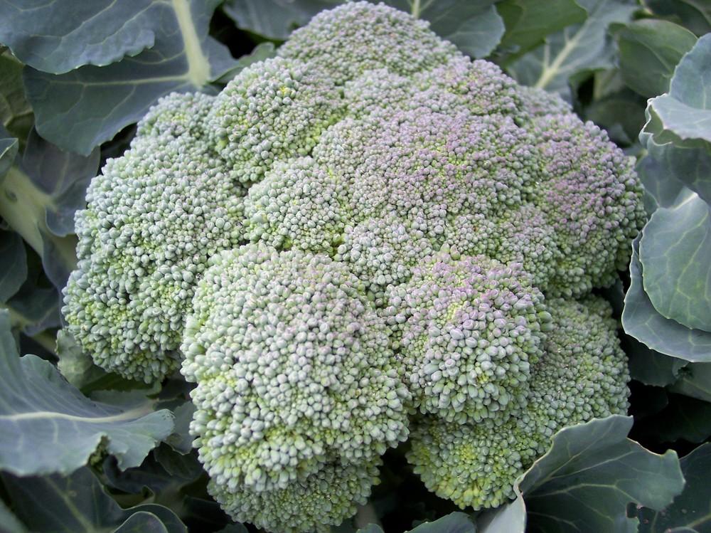 Photo of Broccoli (Brassica oleracea 'Emerald Giant Hybrid') uploaded by farmerdill