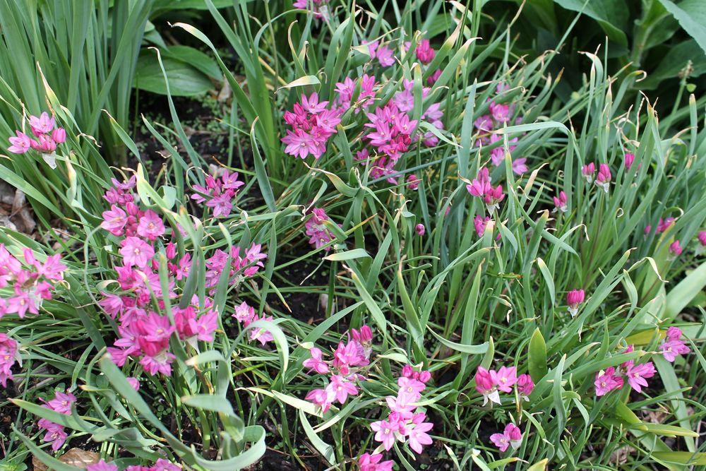 Photo of Pink Lily Leek (Allium oreophilum) uploaded by growitall