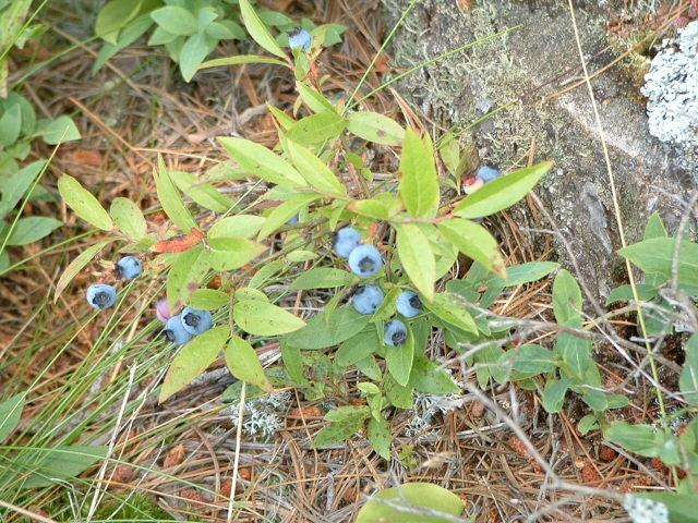 Photo of Lowbush Blueberry (Vaccinium angustifolium) uploaded by robertduval14