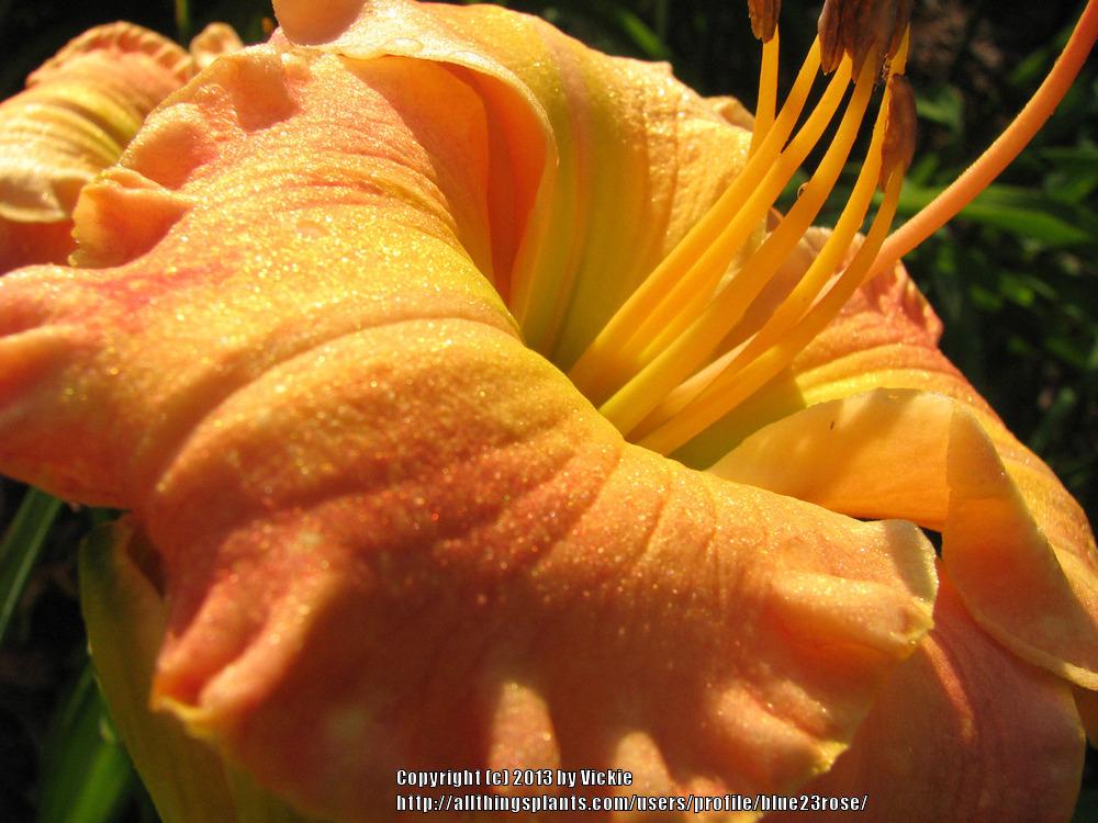 Photo of Daylily (Hemerocallis 'Aztec Beauty') uploaded by blue23rose