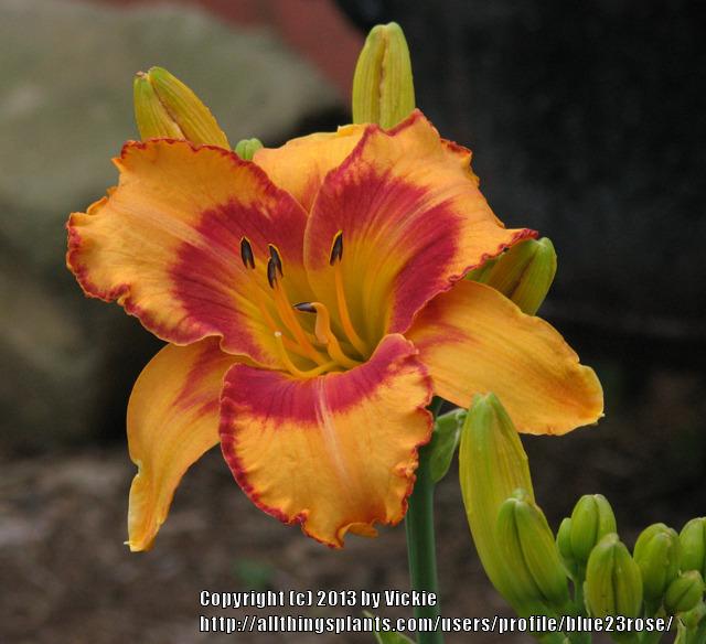 Photo of Daylily (Hemerocallis 'All Fired Up') uploaded by blue23rose