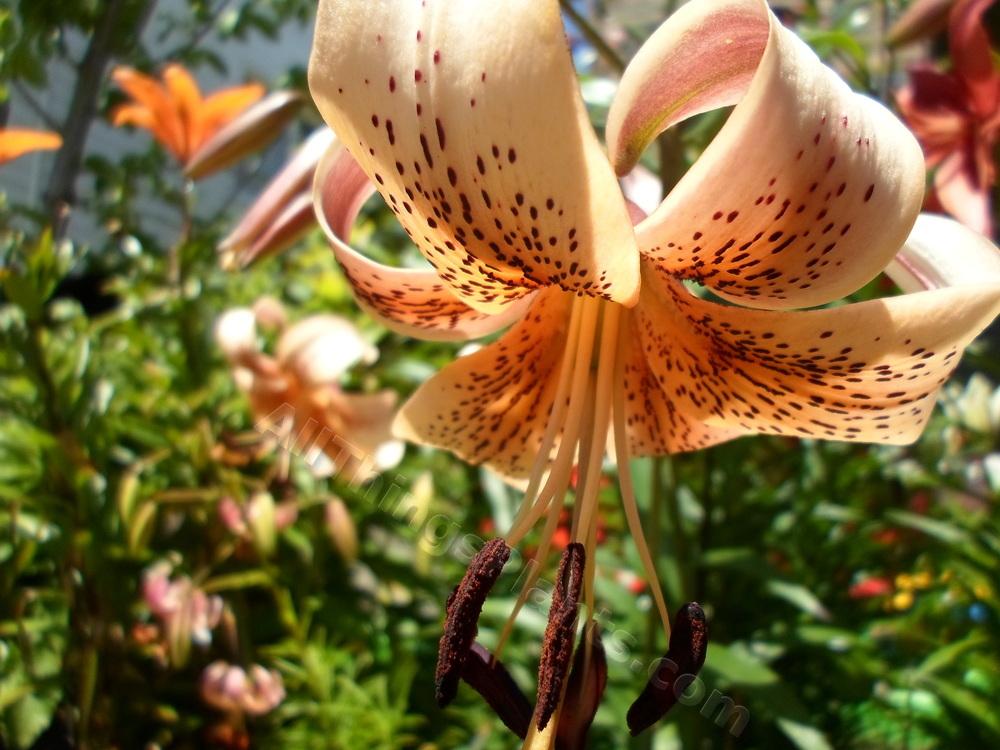 Photo of Lily (Lilium Tiger Babies) uploaded by dellac
