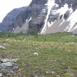 Location: Panorama Ridge, Banff N.P., alpine zone.
Date: 2011-08-02