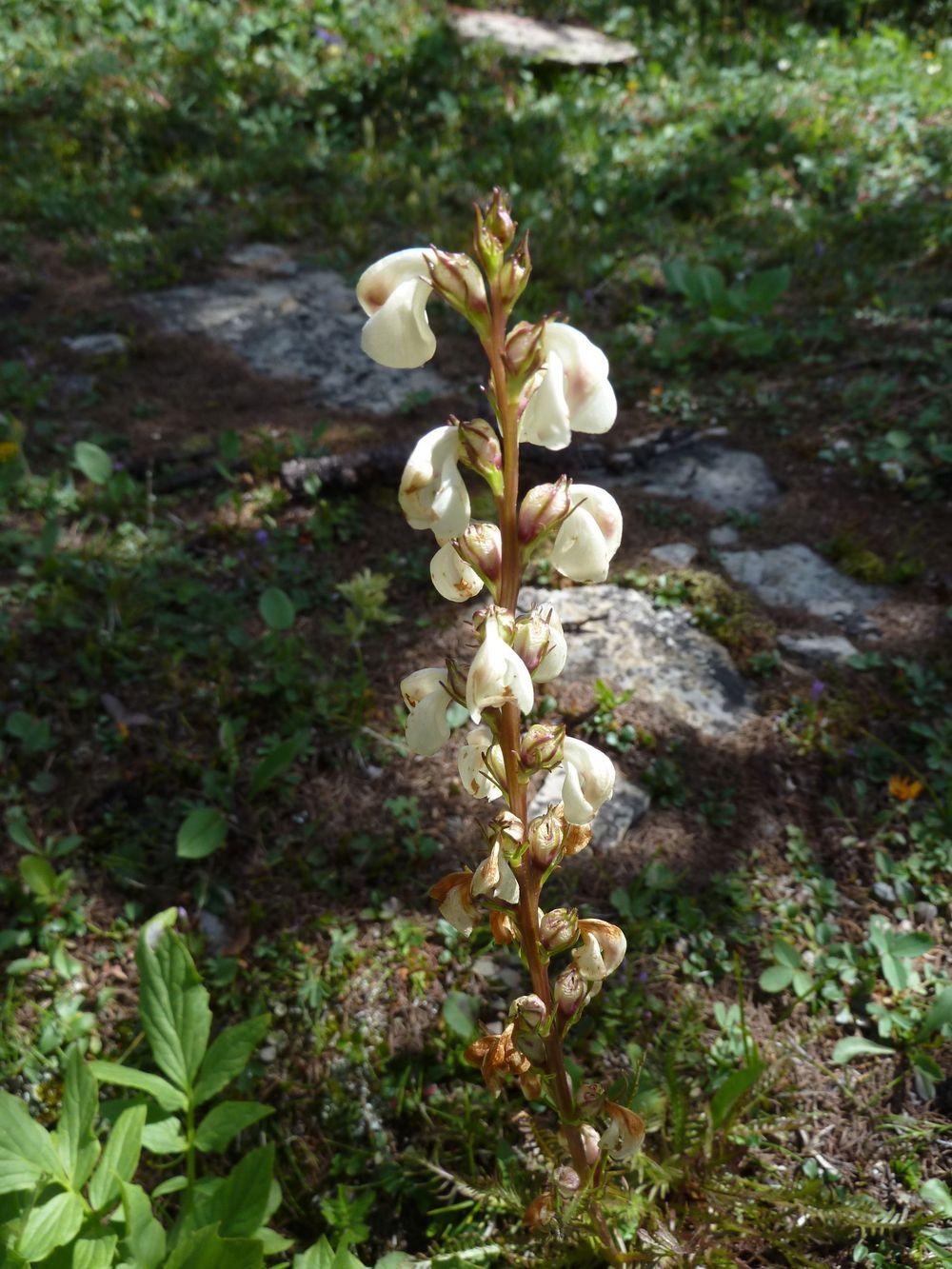 Photo of Pedicularis contorta var. contorta uploaded by growitall
