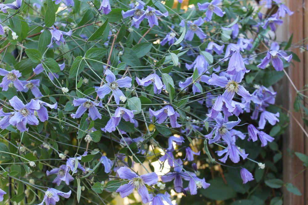 Photo of Clematis 'Blue Boy' uploaded by growitall