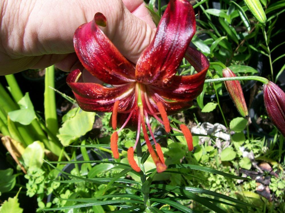Photo of Lily (Lilium 'Terracotta Warrior') uploaded by gwhizz