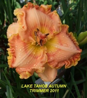 Photo of Daylily (Hemerocallis 'Lake Tahoe Autumn') uploaded by spunky1