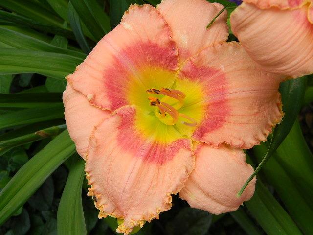 Photo of Daylily (Hemerocallis 'Richfield Pink Progress') uploaded by LilySue