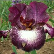 Tall bearded iris 'Decker'