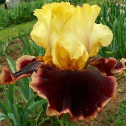 Location: Indiana
Date: May
Tall bearded iris 'Ruling Lord'