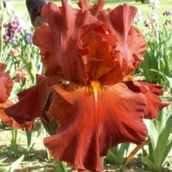 Location: Indiana
Date: May
Tall bearded iris 'Randomly Red'