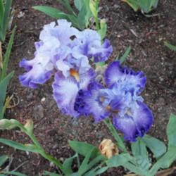 Location: My garden in Southeast Virginia
Date: 2013-05-13
When it first opens it is actually blue and then fades to a light